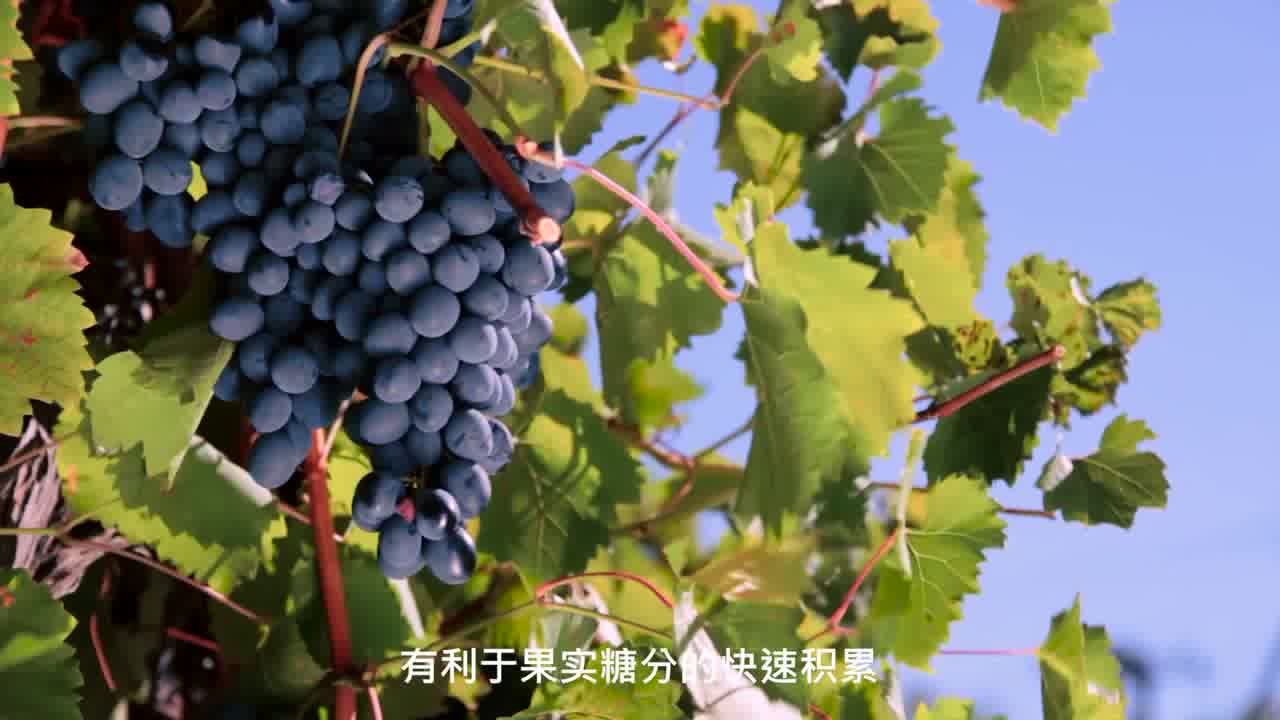 陕西张裕瑞那城堡酒庄品牌文旅 & 产品宣传片